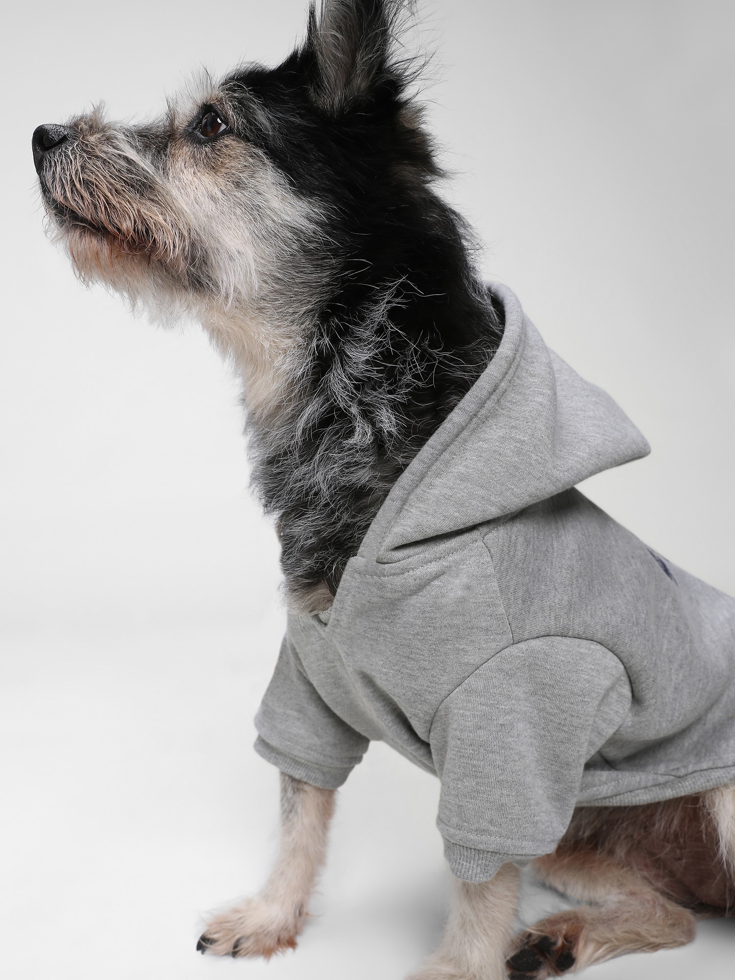 dog gap logo hoodie