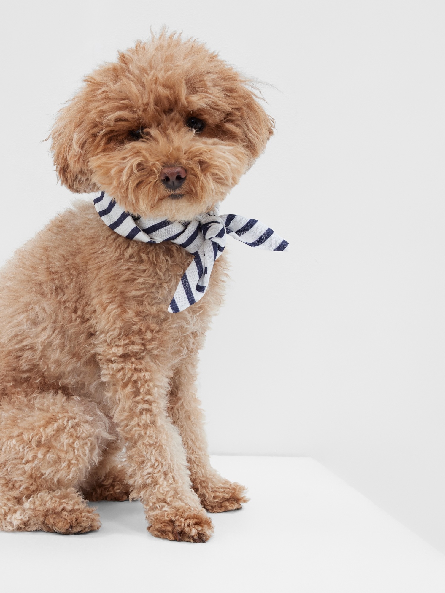 Gap Pet Bandana multi. 1